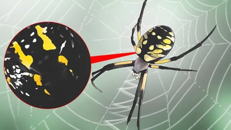 How to Identify a Garden Spider