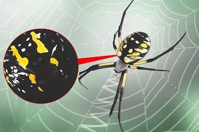 How to Identify a Garden Spider