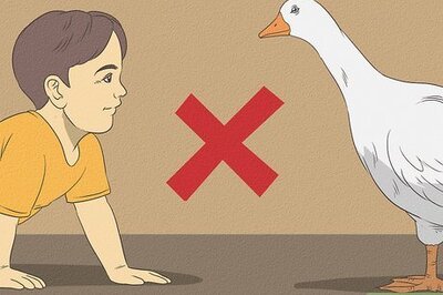How to Feed Geese Safely