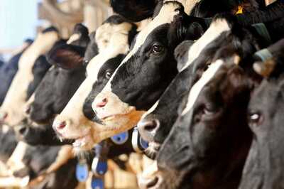 PM's Dairy Industry Nudge May be Key in Resolving the Farm Crisis: Amul's R S Sodhi on Why the Agri Sector Needs a 'White Revolution'