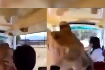 Lioness Enters Vehicle Full Of People At Safari, Everyone Pets The Wild Feline