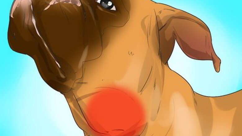 How to Treat Lymphoma in Boxers