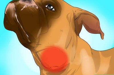 How to Treat Lymphoma in Boxers