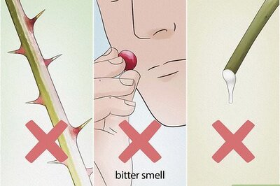 How to Identify Common Poisonous Berries in North America