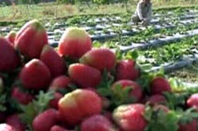 Scientists manage to decode strawberry genome