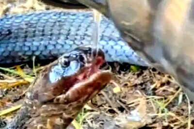 This Video of Man Offering Water to Injured Snake is Winning Hearts on Internet