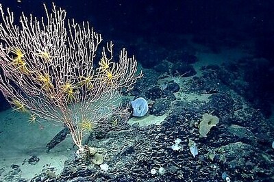 Biden Restores Bears Ears, Other Monuments Cut By Trump