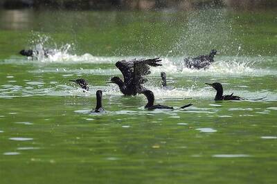 Watching Birds Can Improve Your Mental Health