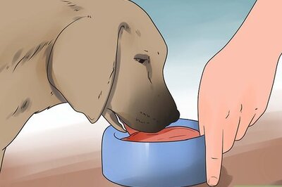 How to Reduce Excessive Shedding in Dogs