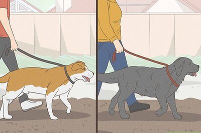 How to Introduce Dogs to Each Other and to Your Home