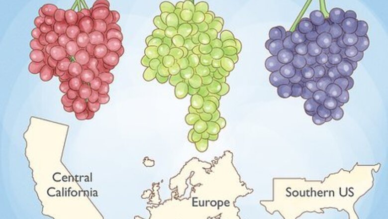 How to Grow Grape Vines