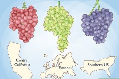 How to Grow Grape Vines
