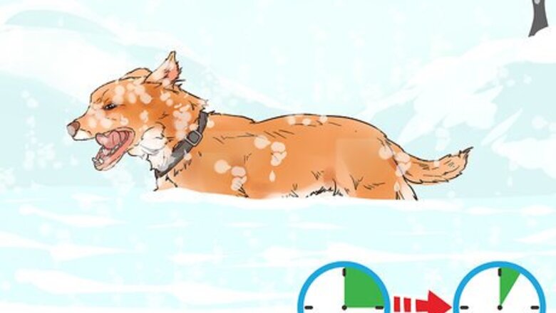 How to Protect Dog Paws