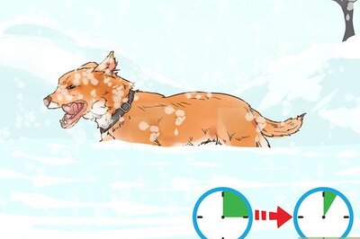 How to Protect Dog Paws