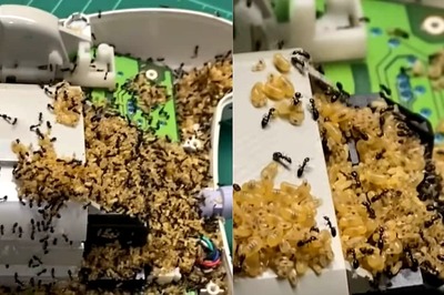 This Ant-infested Retro Dreamcast Controller Is The Creepiest Thing On Internet