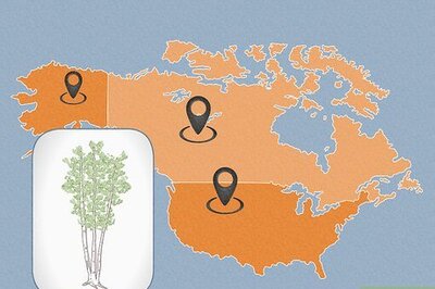 How to Spot Different Types of Birch Trees