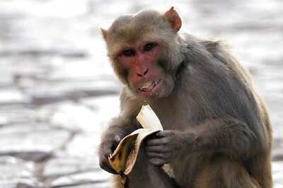 And Now an Exclusive Park for Monkeys in Karnataka to Protect Crops