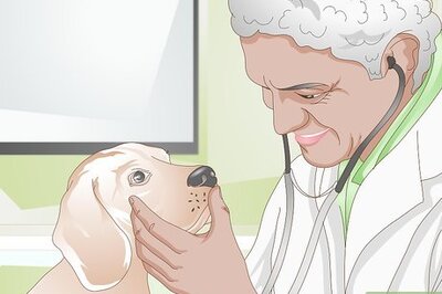 How to Stop an Old Dog from Peeing on Carpet