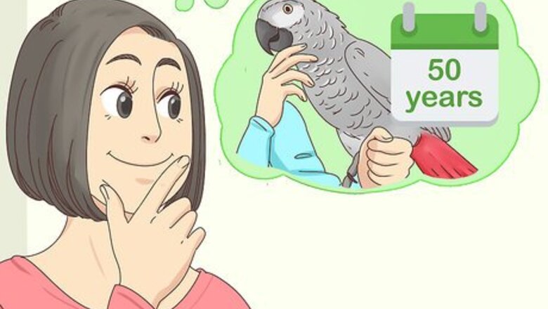 How to Choose an African Grey Parrot