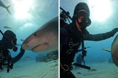 Diver Reunites With Shark He Has Known For 4 Hours In This Beautiful Video
