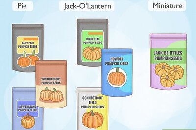 How to Plant Pumpkin Seeds