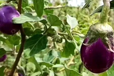 Why Manaparai Eggplant Is A Popular Harvest Among Farmers Of Tamil Nadu's Pudukottai