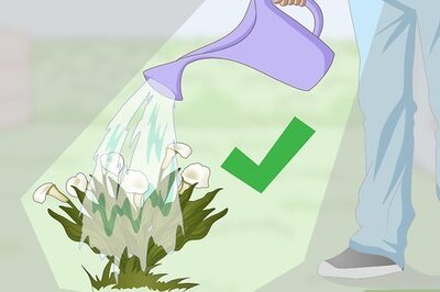 How to Keep Cut Calla Lilies Fresh