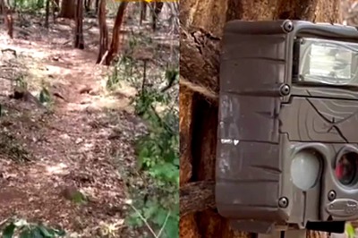 Wildlife Activity Surges In Tirumala As State-of-the-Art Cameras Capture Tigers And Leopards