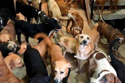 Man Shelters 300 Dogs From Hurricane Delta In Mexico Home
