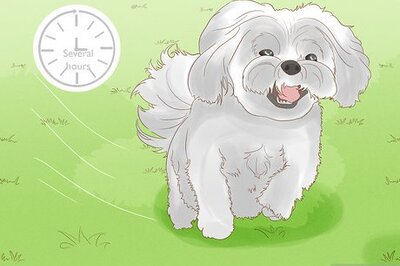 How to Treat Pododermatitis (Red Paws) in Your Dog