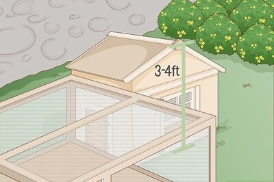 How to Keep Chickens in a City