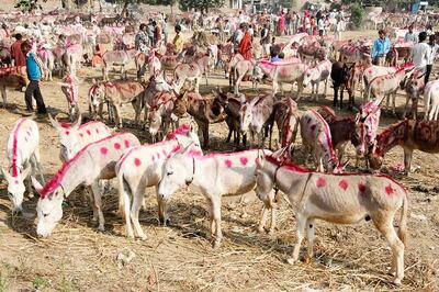 Pakistan Plans to Sell Donkeys to China to Attract Investors