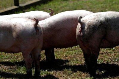 China Reports Its First Case of African Swine Fever Outbreak