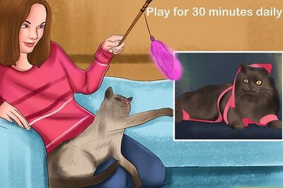 How to Keep a Cat's Mind Active