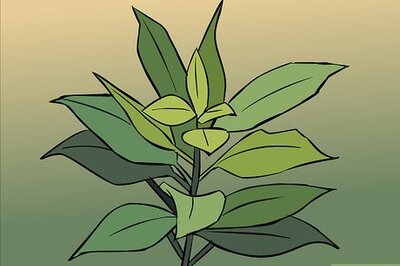 How to Dry Bay Leaves