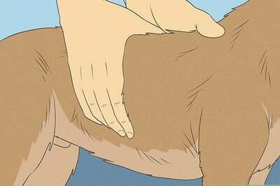 How to Determine if Your Dog Is Overweight