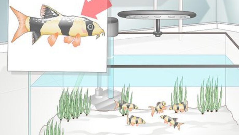 How to Take Care of Botia Fish