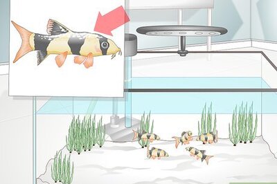 How to Take Care of Botia Fish