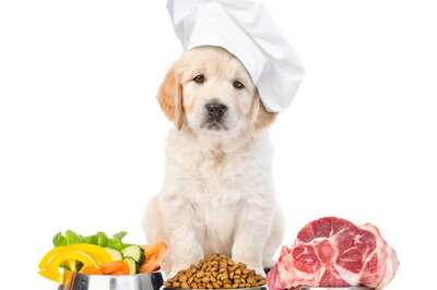 Wet or Dry food - Which Is The Better Option For Your Pet In Summers?