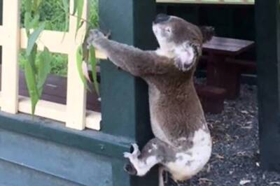 Outrage After Koala Found Screwed to Pole in Australia