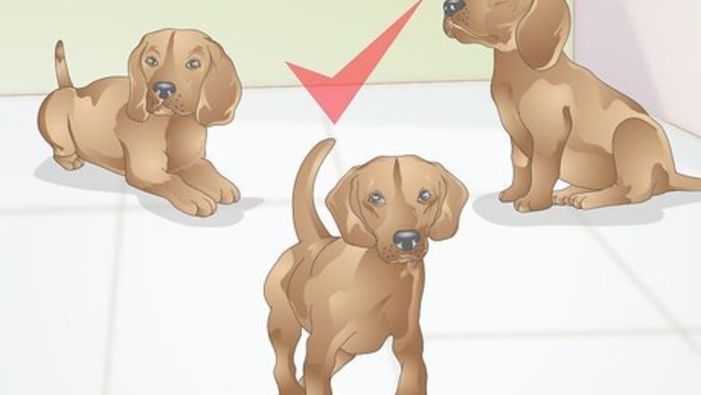 How to Clicker Train a Dog to Bow