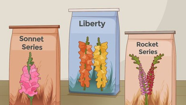How to Grow Snapdragons