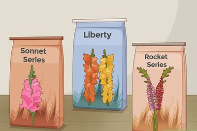 How to Grow Snapdragons