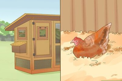 How to Tell if a Chicken is Sick