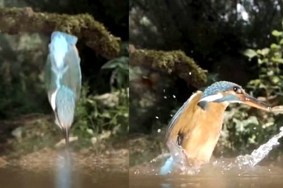 Watch: Kingfisher Makes A Spectacular Dive Into The Creek To Catch Prey