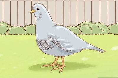 How to Breed Silver Quail