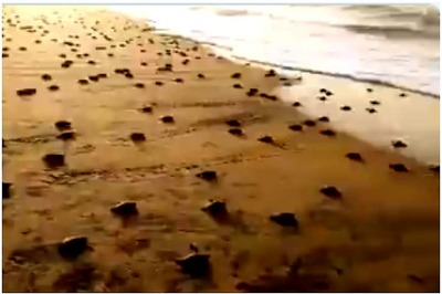Nearly 2 Crore Olive Ridley Turtles Made Their Way to Sea from Odisha Beach: DFO