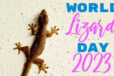World Lizard Day 2023: History, Significance, and 5 Common Misconceptions About Lizards
