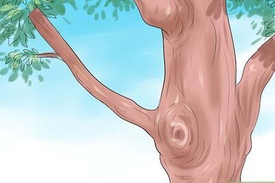 How to Make a Natural Bow and Arrow