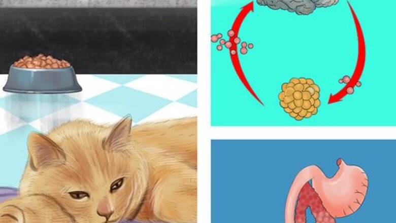 How to Diagnose Feline Hepatic Lipidosis